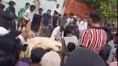 Poor Cow