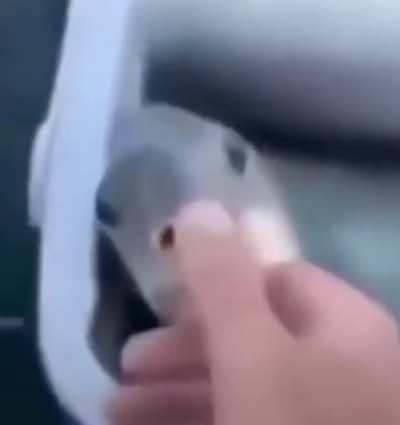 pescado truco