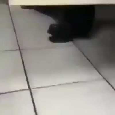 Cagada boa &eacute; aquela com uma fogueira