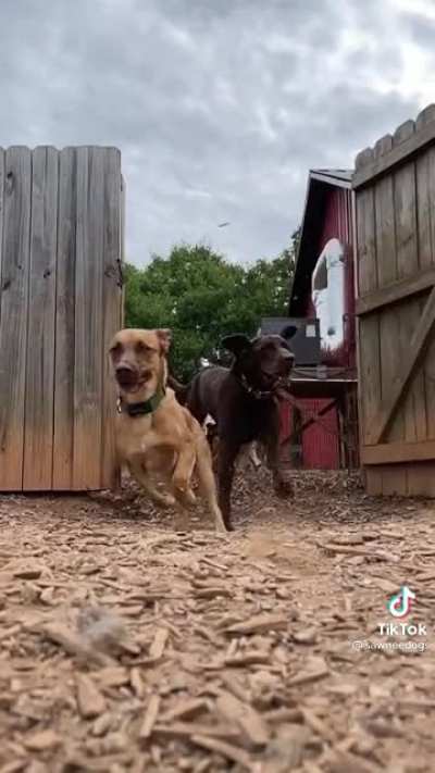 (DMCA) Dog invasion..