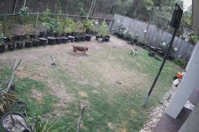 What happens if my two dogs decide to jump at the same time