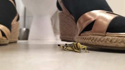 Locust flattened
