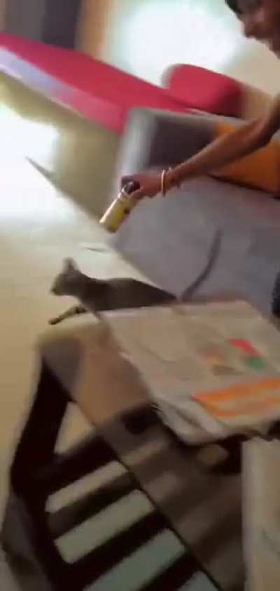 poor cat