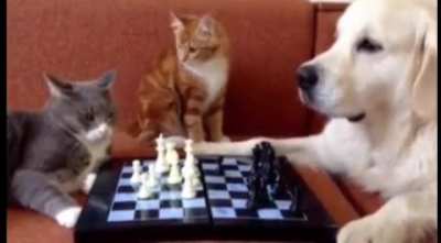 Ref took a bribe from the dog