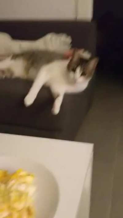 She gags every time she smells our food