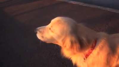 Dog Imitating a Siren