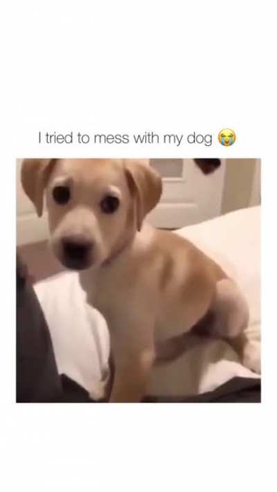 Never mess with a dog
