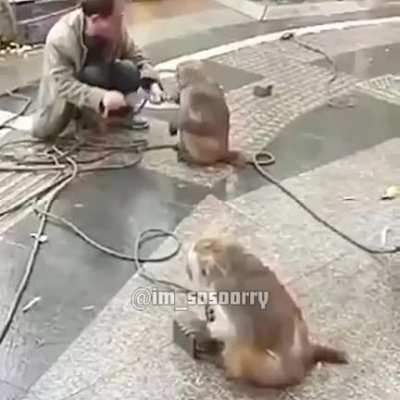 Monke