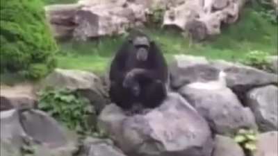 return to monke