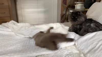 Exuberant young asshole