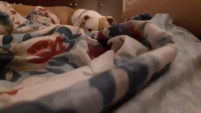 Thought my dog looked cute all cuddled up in the blanket, little did I know, she was out for blood.