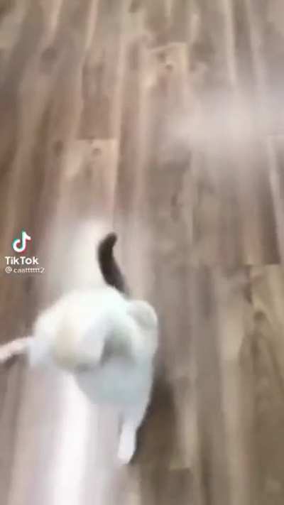 gatinho