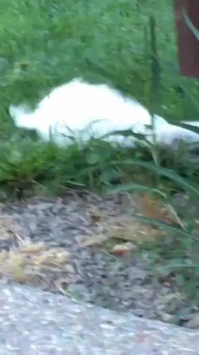 Puppy Accepting Defeat&hellip;