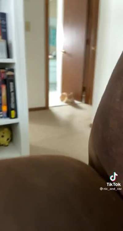 peekaboo