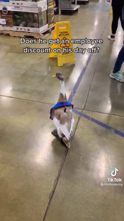 Tito the ducky goes to Petsmart