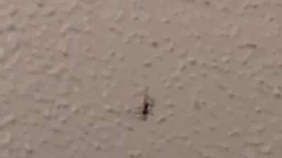 Yo check it out a spider