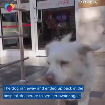 This melted my heart.. we don't deserve dogs