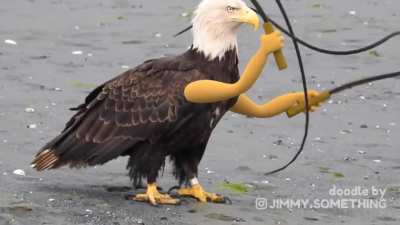 America
