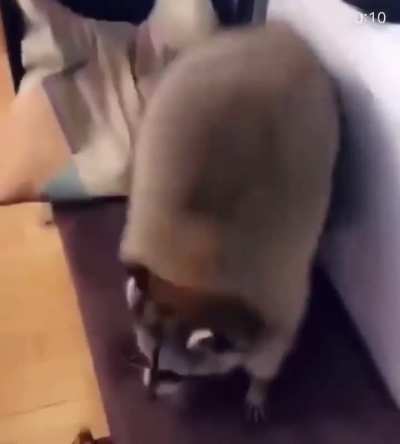 Raccoon 