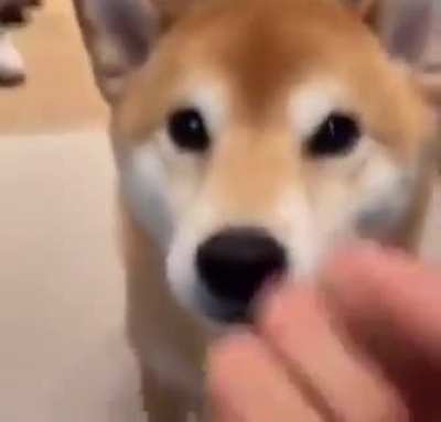hUmAn GiVeS dOg a bRuTaL bLoW iN a FiT iF rAgE
