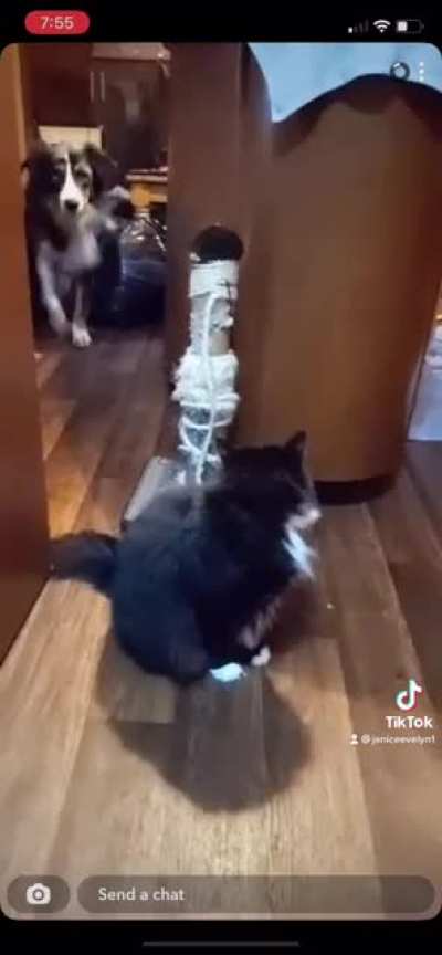 My boyfriend told our dog &ldquo;the cat isn&rsquo;t thaaat mean&rdquo;