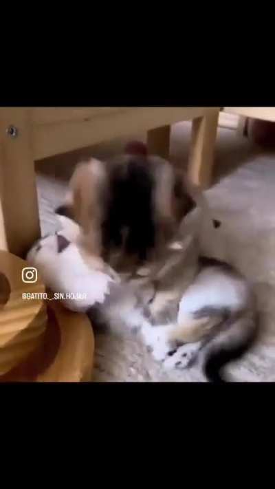 Cats
