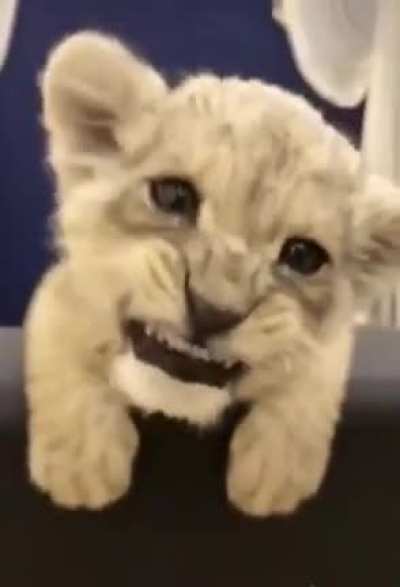 Savage Beast...