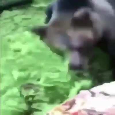 bear pizza