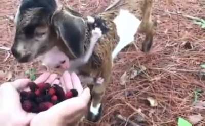 You are GOAT !