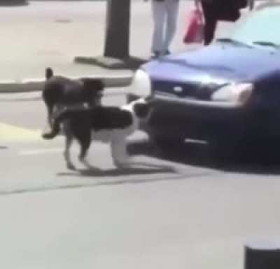 Otro perro