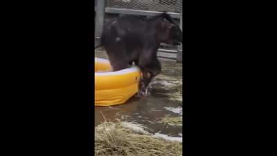 Twins Have a Sudsy Bath at Rosamond Gifford Zoo