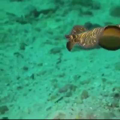 WEEEK 72 OF FLATWORM FRIDAY!!!