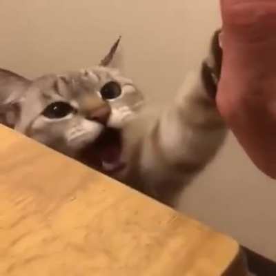 pierre bourne cat