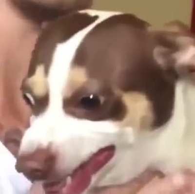 Poor dog
