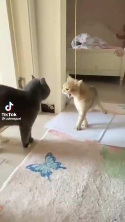 cat.exe has stopped responding