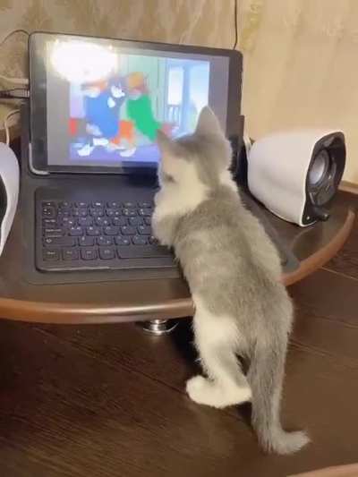 Este gato viendo un cap&iacute;tulo de Tom y Jerry (de los cl&aacute;sicos)
