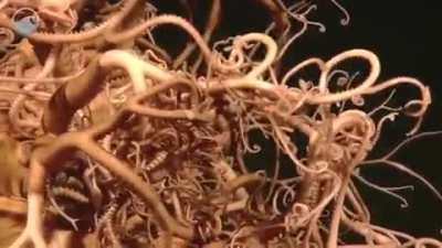 O nome dessa ''Coisa'' em ingl&ecirc;s &eacute; Basket Star