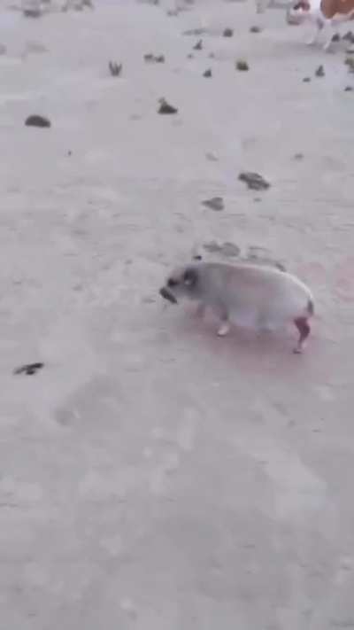 Does this hurt the crab?