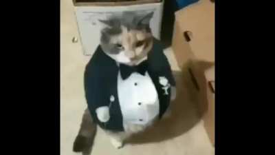 Gato reciclado