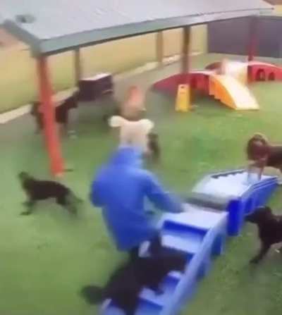 MaN gEtS rIpPeD tO sHrEdS bY hUnGrY dOg PaCk