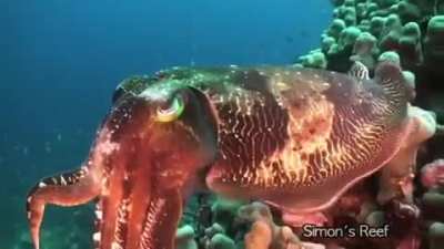 🔥 A cuttlefish has three hearts, blue-green blood, and horizontal vision which allows them to see behind themselves