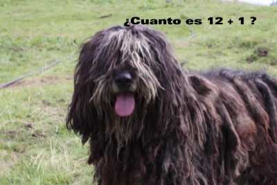 XD el perro