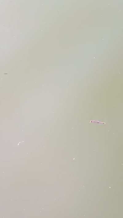 Is this a seahorse? Cape Coral Florida if so what type?