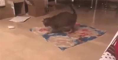 &acirc;My work is done&acirc;