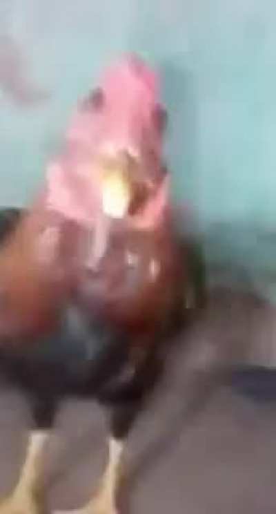 Blursed_cock