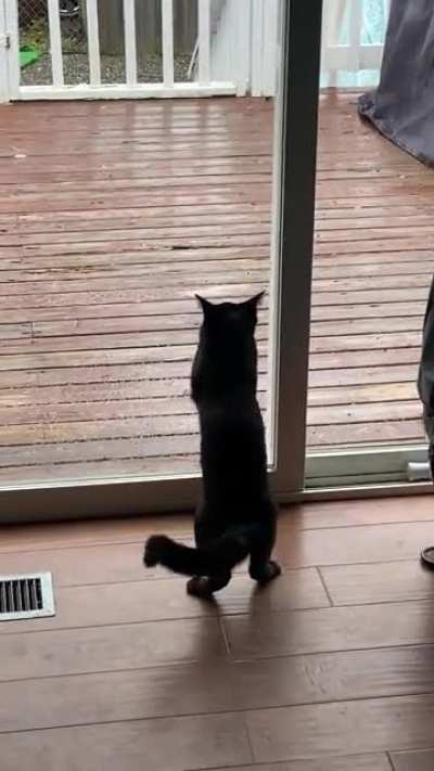 My kitten doesn&rsquo;t understand glass yet 😂