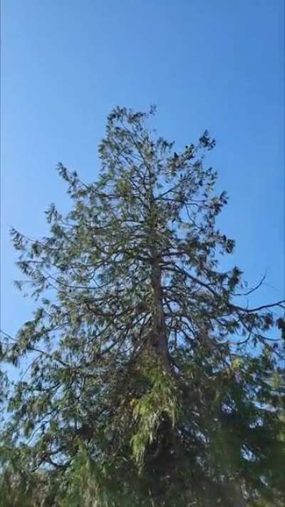 Barking Crows?