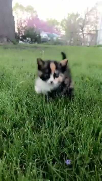 Ferocious