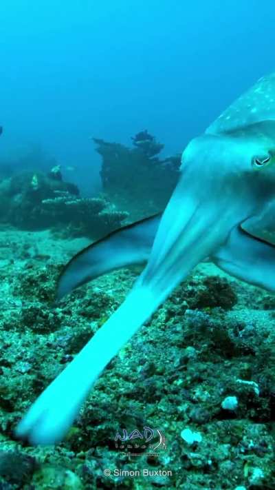 A cuttelfish confusing it's prey before eating it.