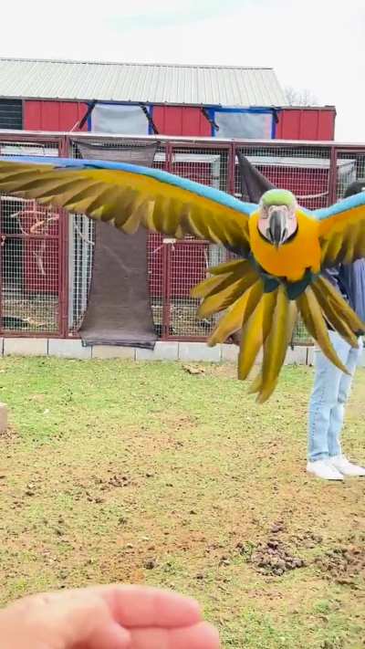Horses and parrots
